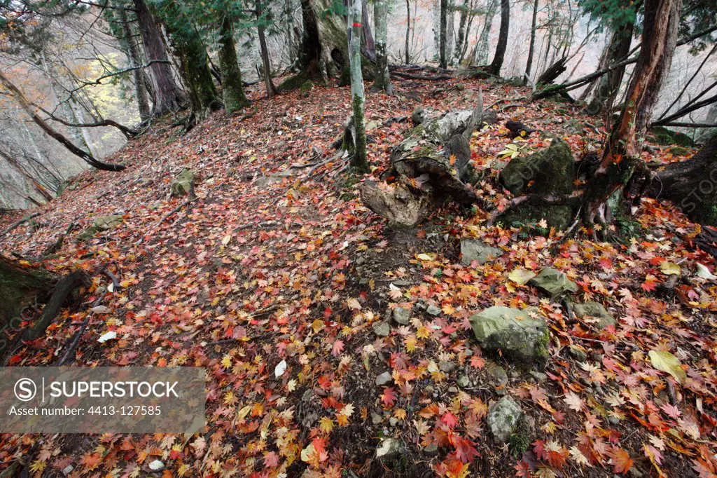Maple leaves on the ground Yoshino-Kumano NP Japan