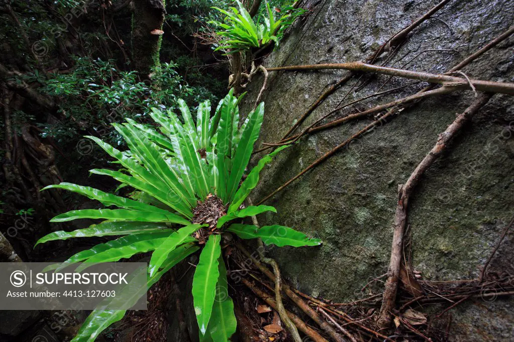 Bird's Nest Fern on the island of Yakushima in Japan