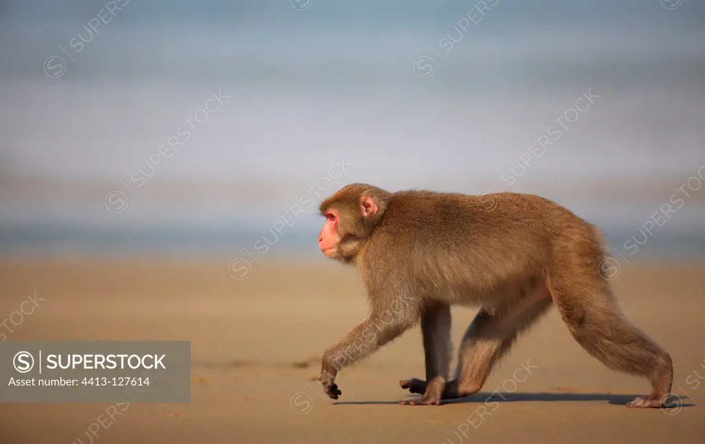 Macaque from washing its food in the ocean Japan