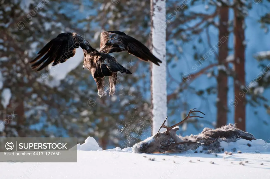 Golden Eagle feeding on a Reindeer carcass Finland