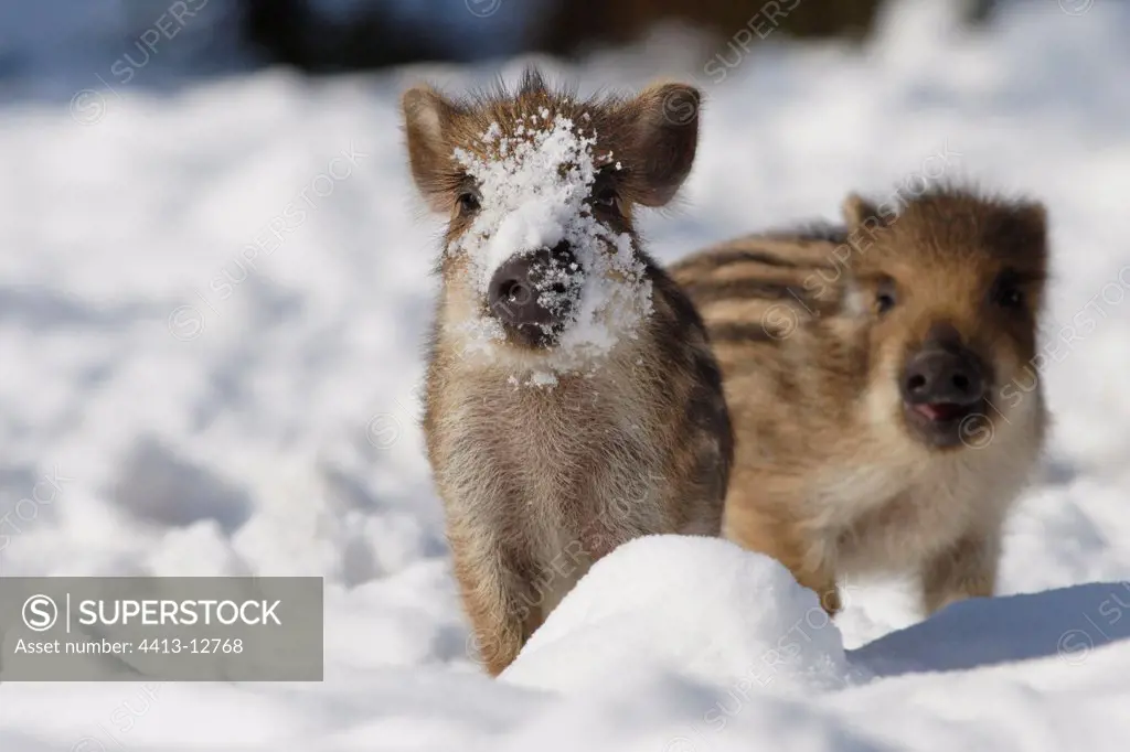 Wild Piglets on snow Schleswig-Holstein Germany