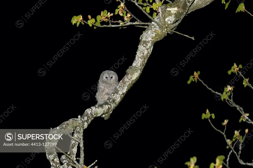Young Tawny Owl on a branch near its nest