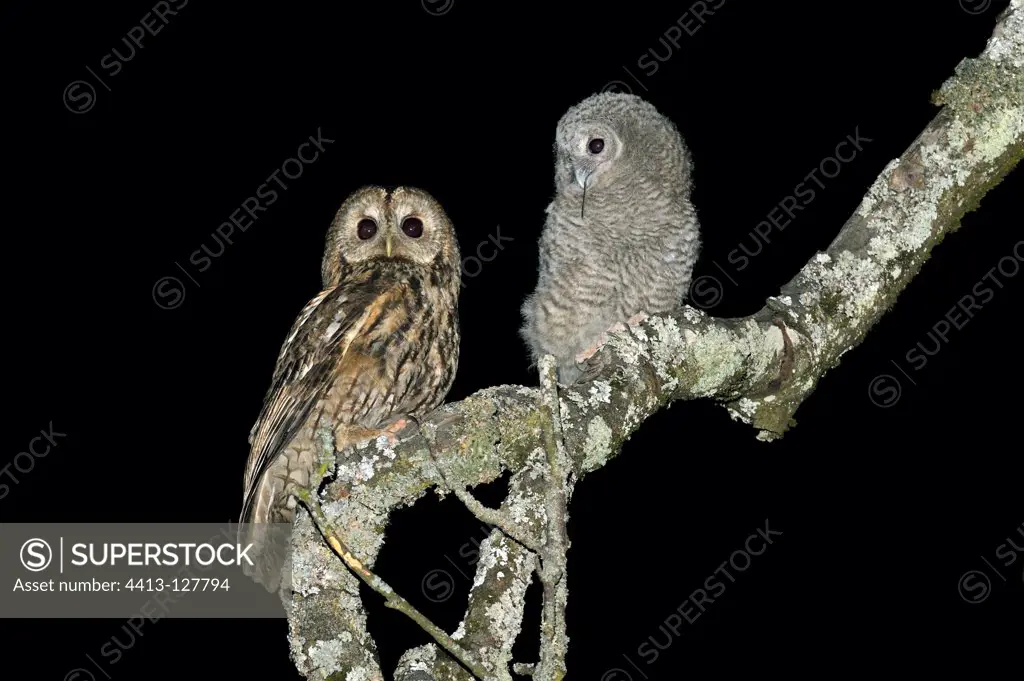 Female tawny owl providing field mouse to its young