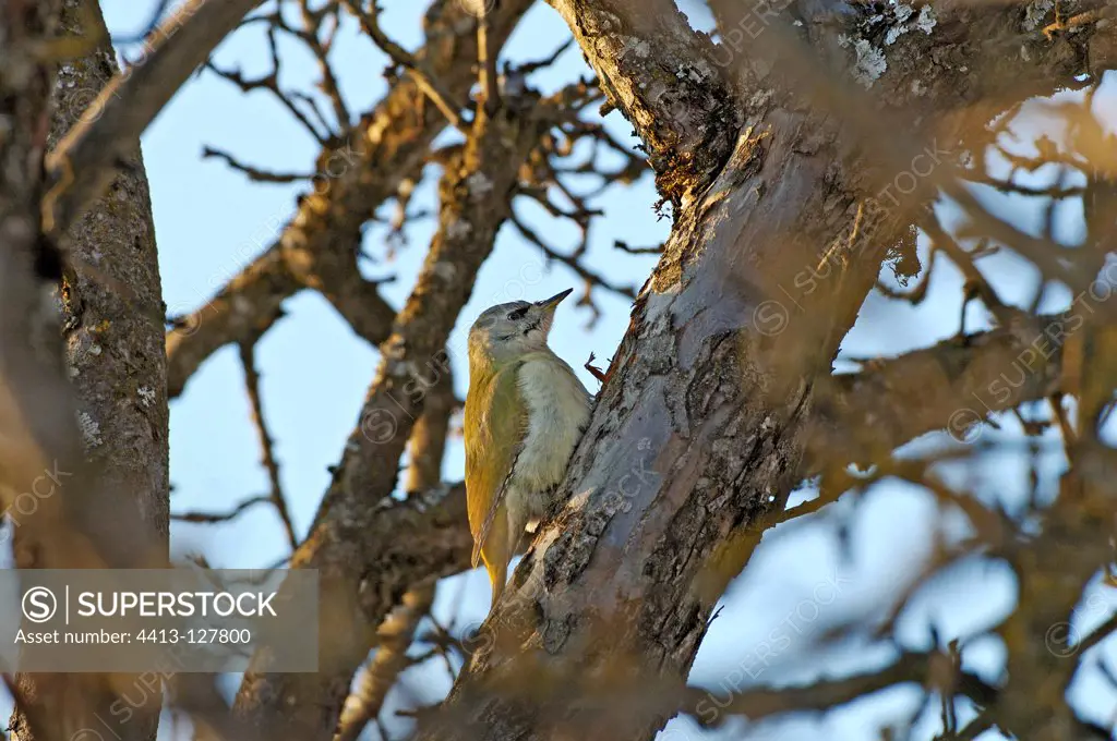 Woodpecker female on a branch in Swiss winter