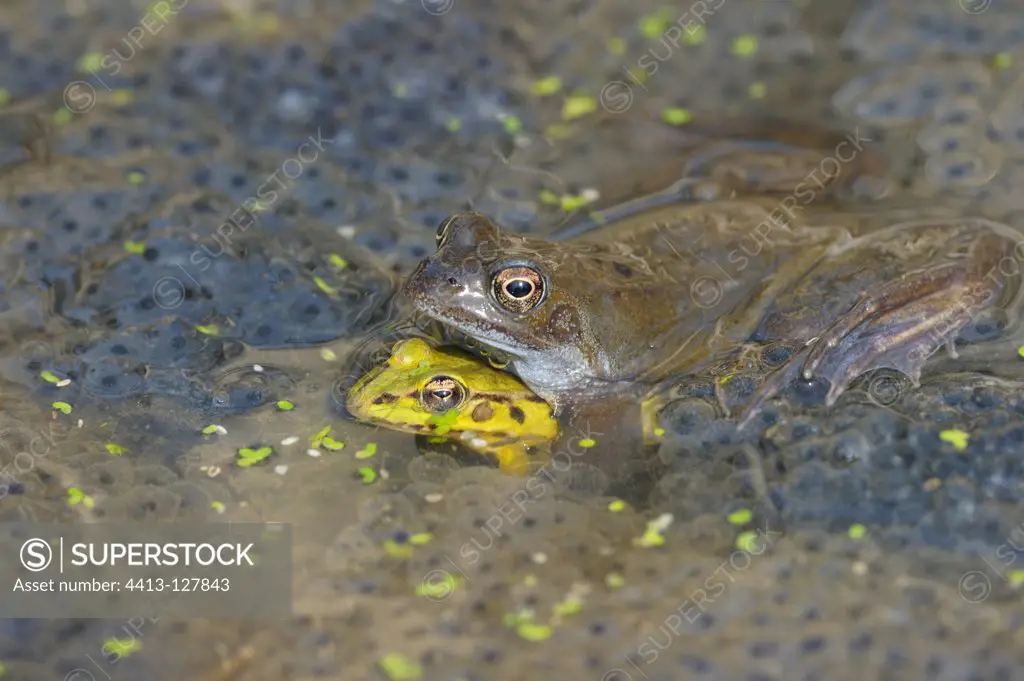 Frog mating with a green frog