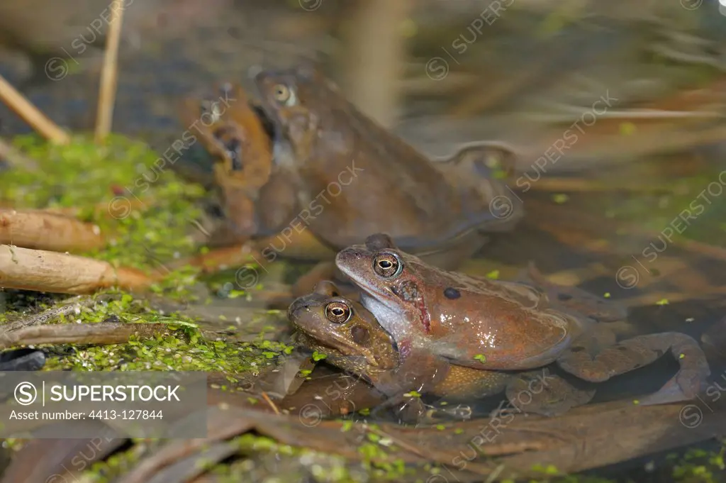 Mating frogs in a pond forest