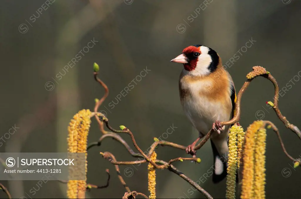 Goldfinch on a branch of tortuous Hazelnut
