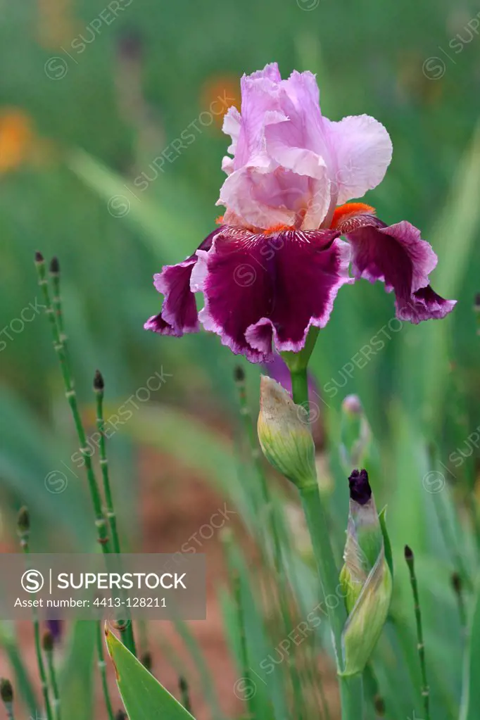 Iris 'Armageddon' and Horsetail in a plantation in Provence