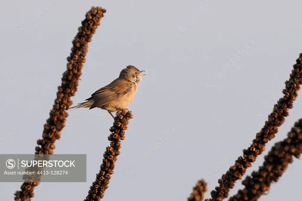 Common Whitethroat singing on a stem dry Mullein France