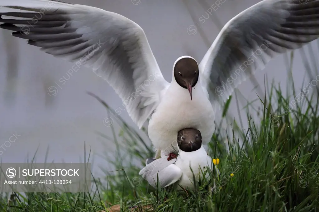 Mating of Black-headed Gull Brenne NRP France
