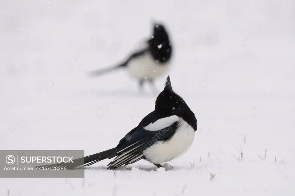 Black-billed Magpie in a snowy winter Vosges France