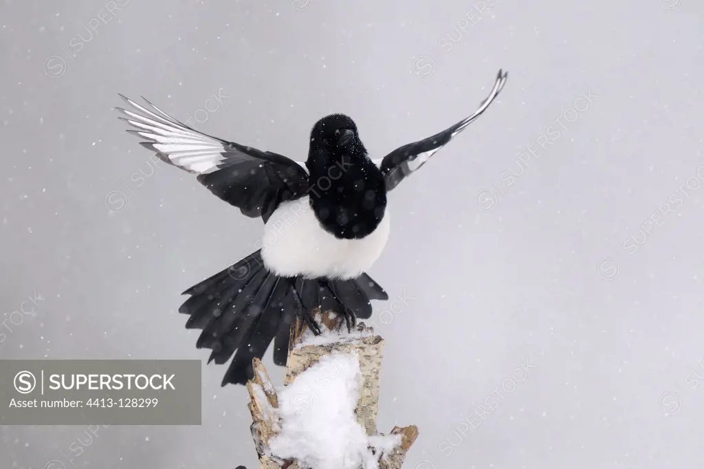 Black-billed Magpie with snow in winter Vosges France