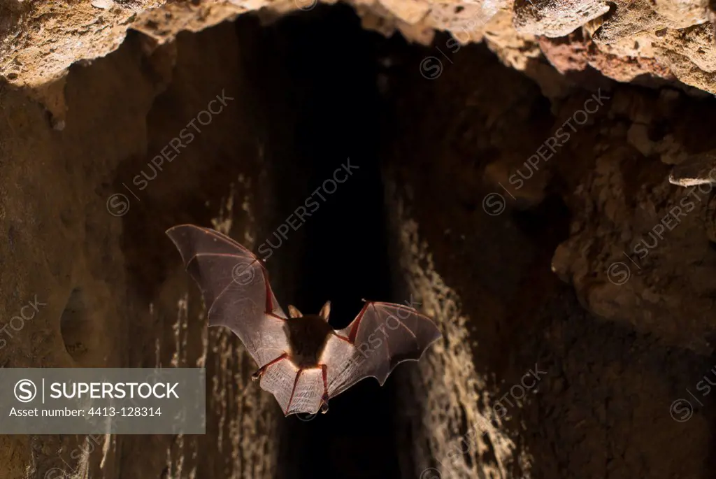 Murine in flight in a drainage tunnel France