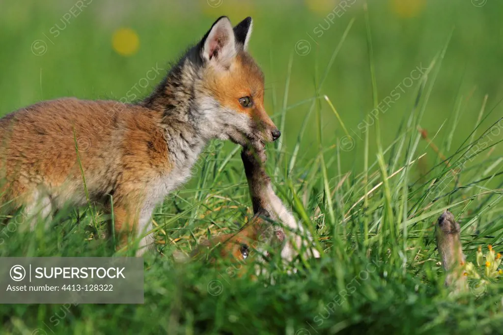 Red fox cub playing in the Vosges France