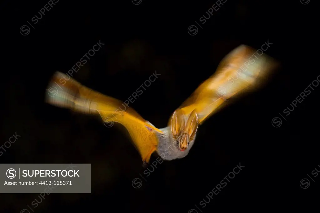 Yellow-winged Bat flying at night Kenya