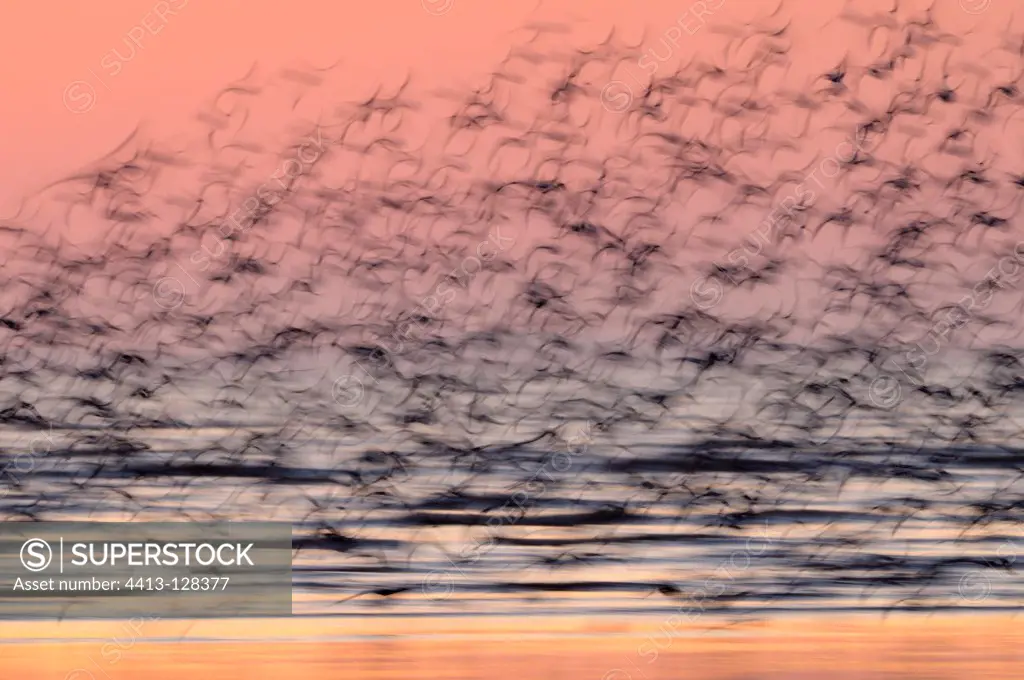 Black-tailed godwits flying away Vendée France