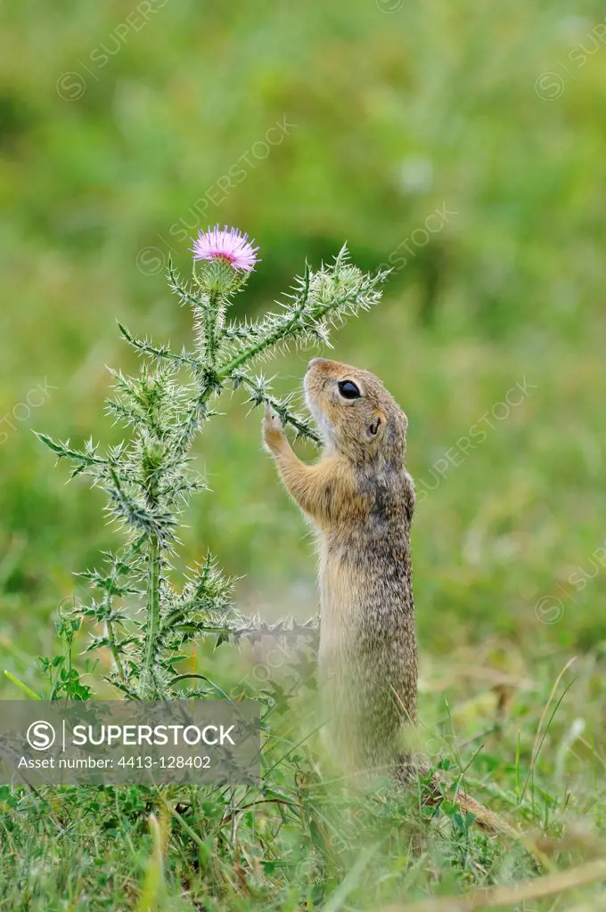 European Ground Squirrel clinging to a flower in Serbia