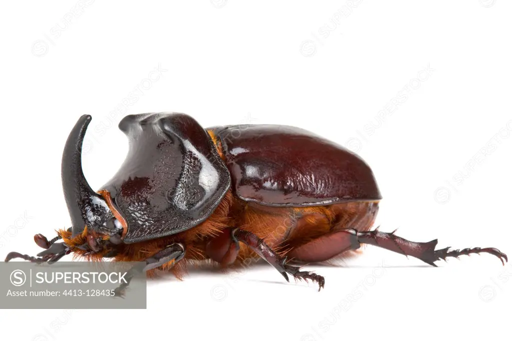 Rhinoceros beetle in studio on white background