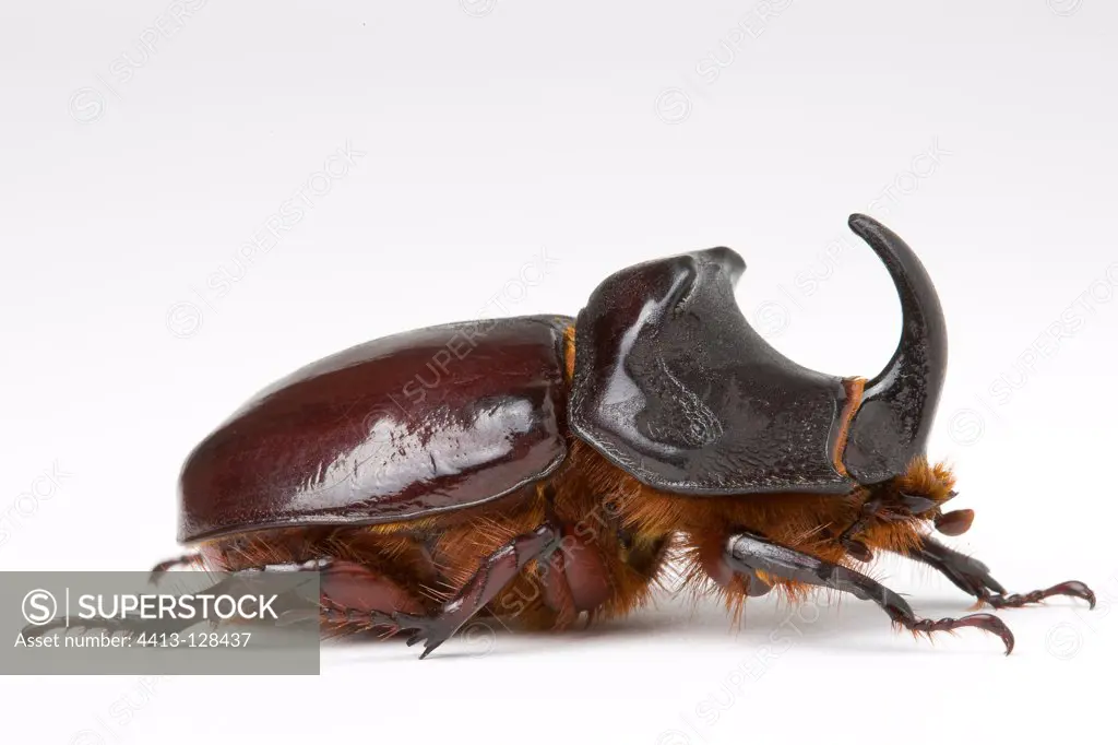 Rhinoceros beetle in studio on white background