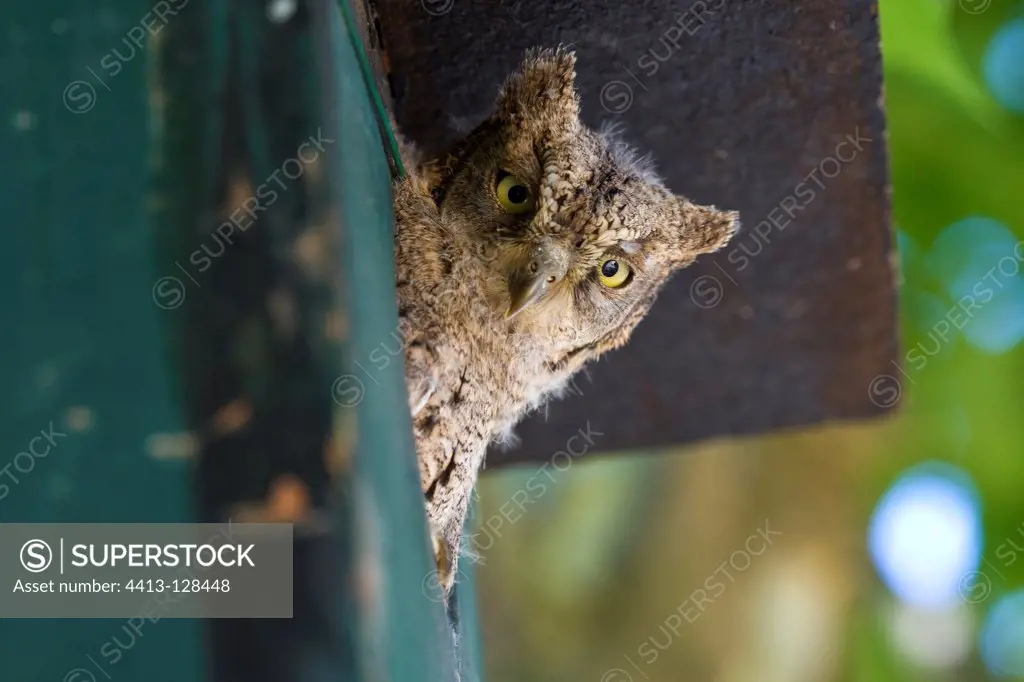 Young Common Scops-owl in a nest box in Provence France
