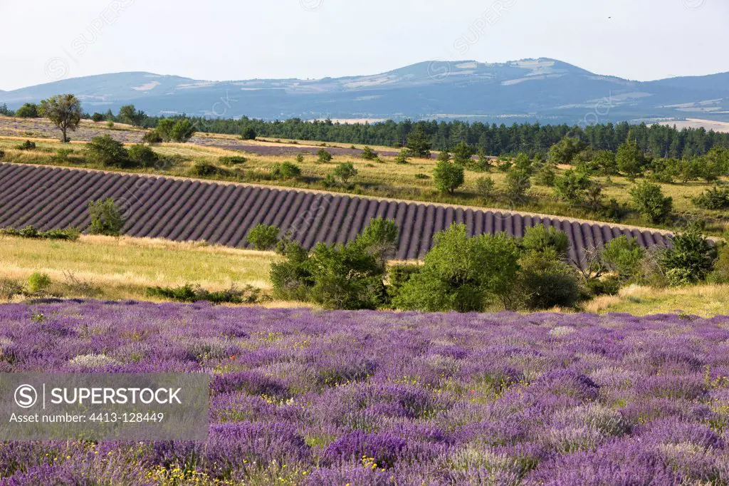 Lavender crops on the plateau of Sault France