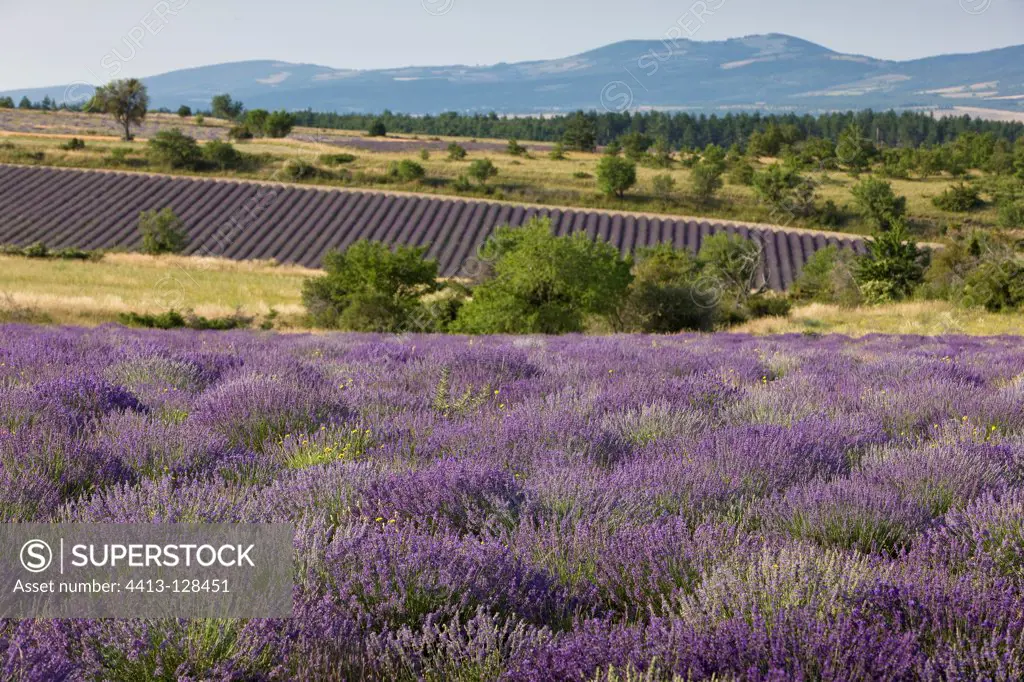 Lavender crops on the plateau of Sault France