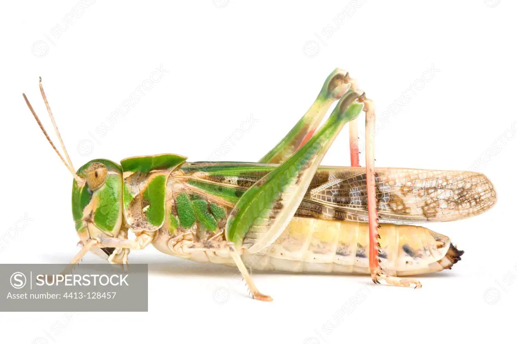 Grasshopper in studio on white background