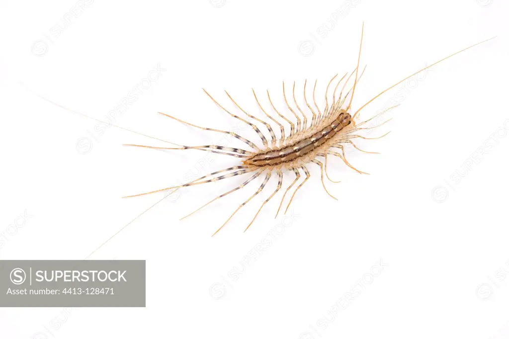 House centipede in studio on white background