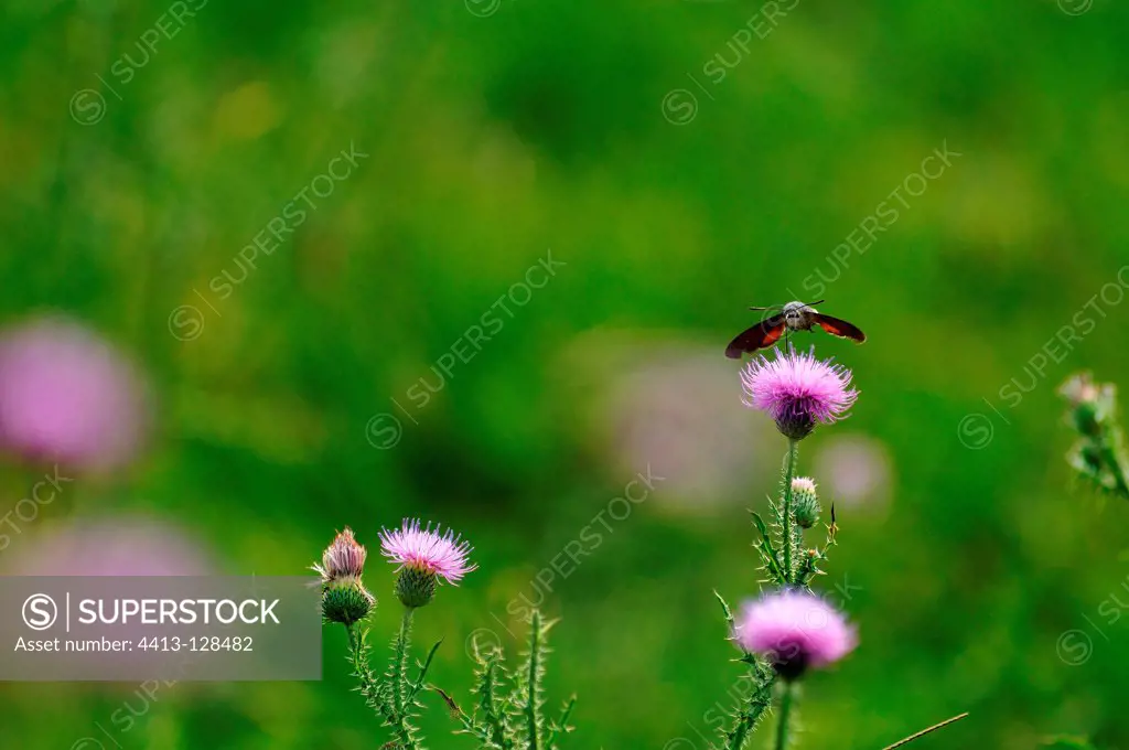 Zygène on Thistle flower in a meadow France