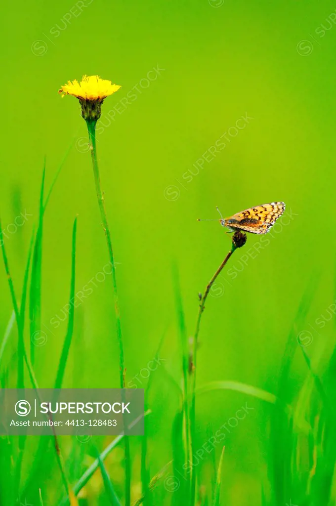 Glaville Fritillary on yellow flower in a meadow France