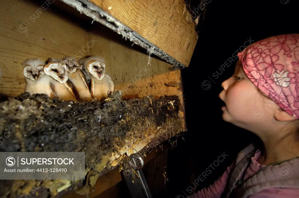 Child looking inside a nesting box for Barn Owl