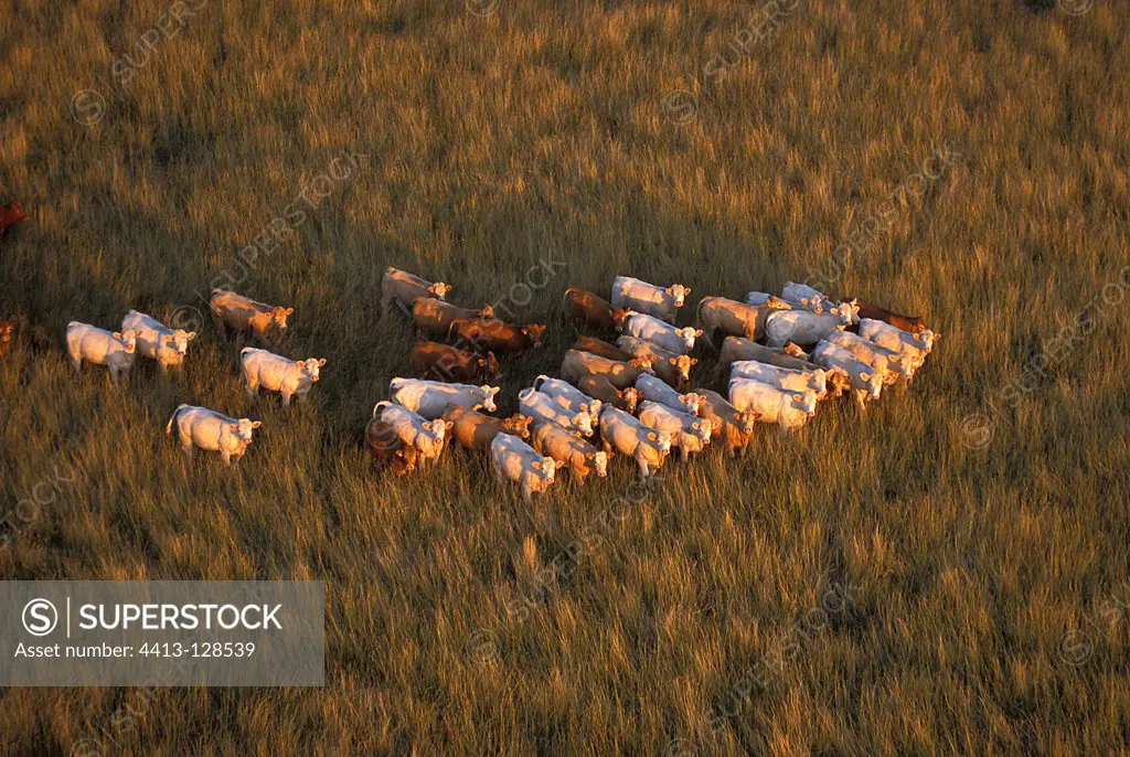 Aerial View of Cattle in a meadow in Touraine France