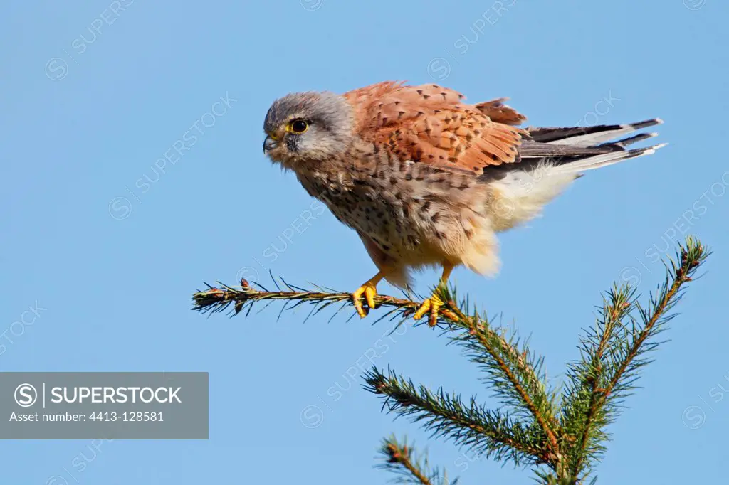 Male Kestrel perched on the top of a pinetree GB
