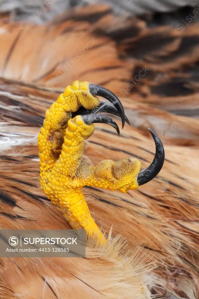 Close-up of talons of a Red kite GB