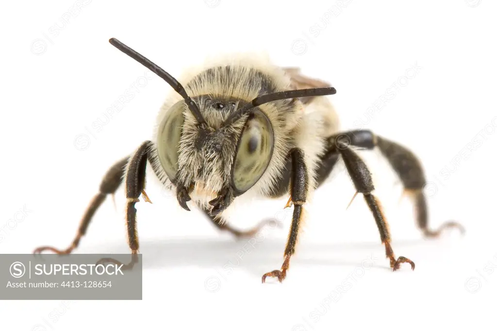 Leaf-cutting bee in studio on white background