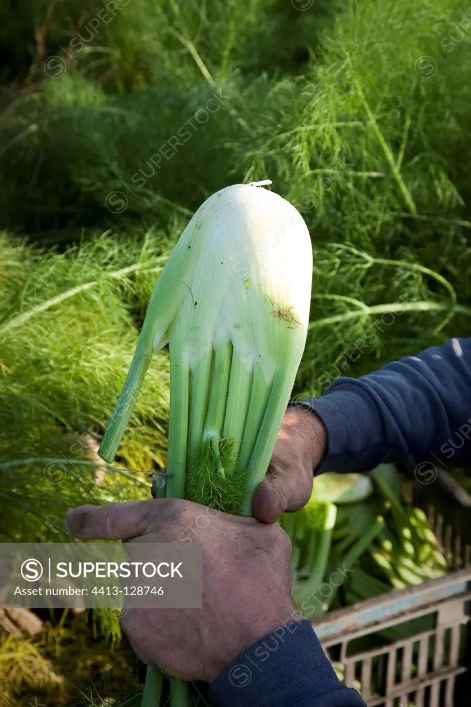 Organic farmer picking France's Fennel