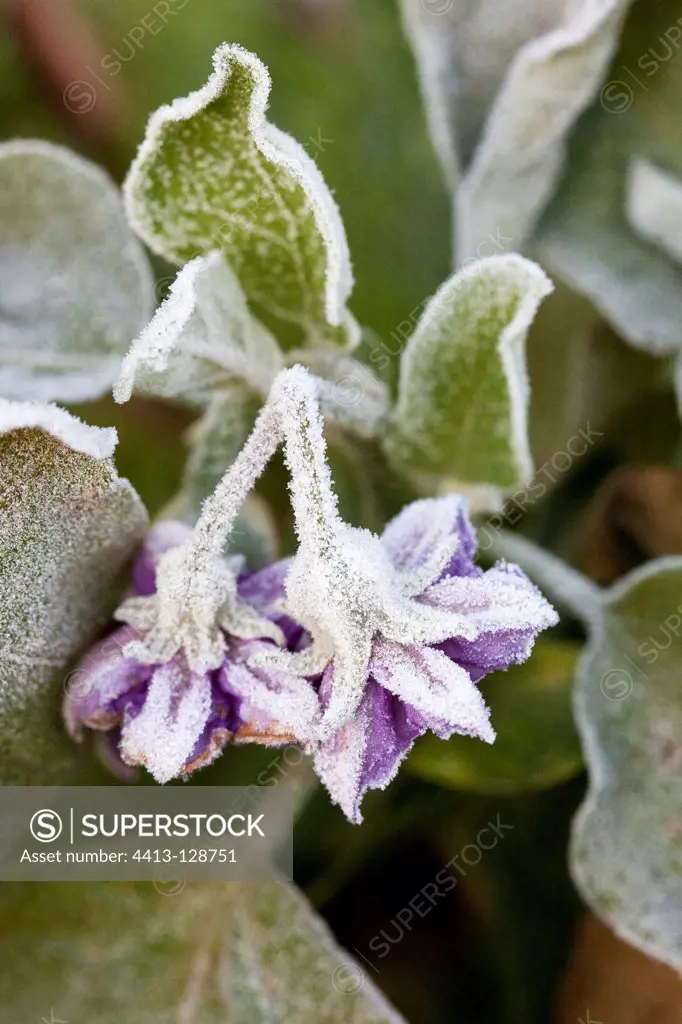 A flower Boraginaceae covered in frost in the fall of France