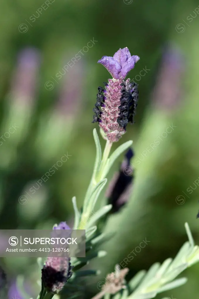 French Lavender flower on the island of Porquerolles France
