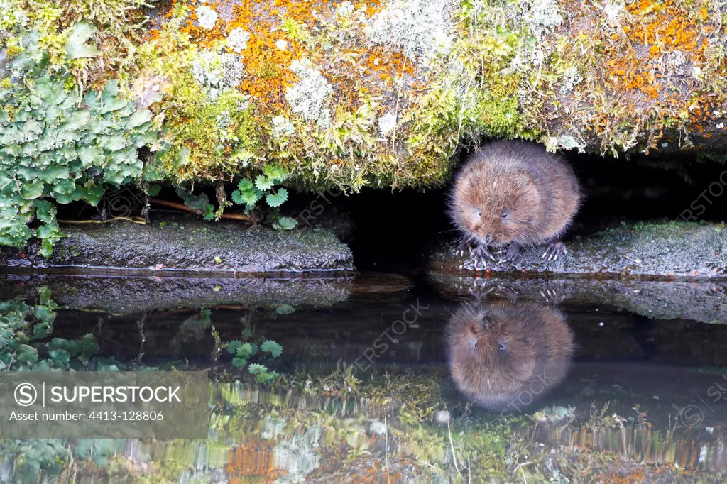 Water vole standing at water edge GB
