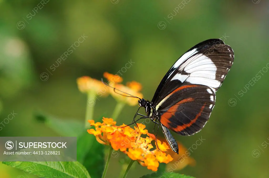Heliconius butterfly The Butterfly Garden Hunawihr France