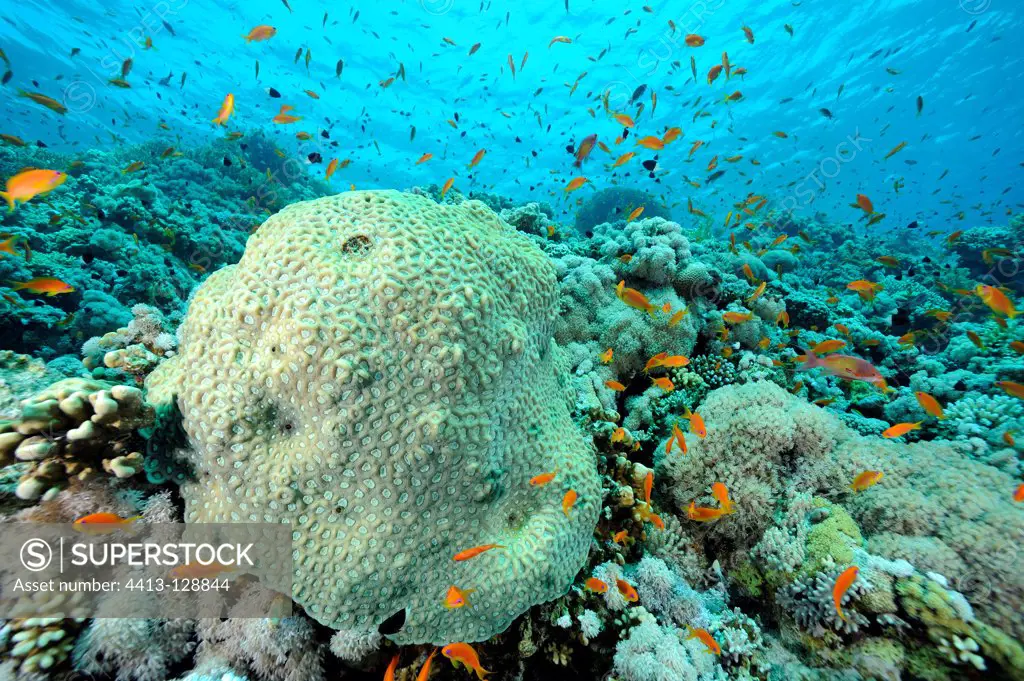 Brain coral surrounded by red Barbers in Red Sea