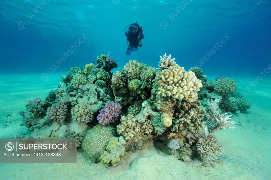 Coral Diver observing Horned on sand Red Sea