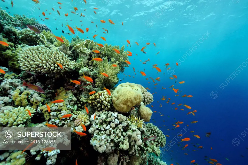 Coral reef surrounded by a shoal of red Barbers Egypt