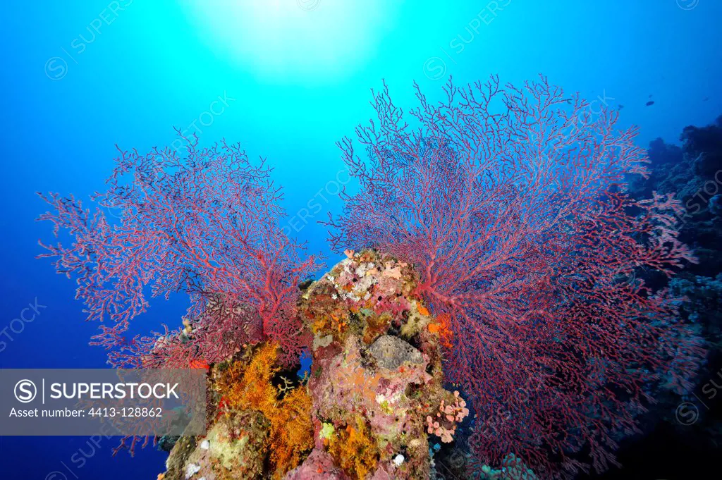 Red gorgonian on coral reef Red Sea Egypt