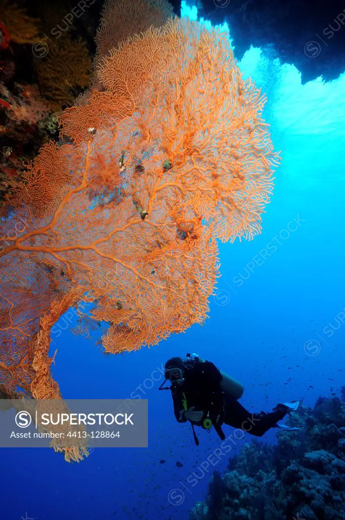Diver observing a giant Gorgon Red Sea Egypt