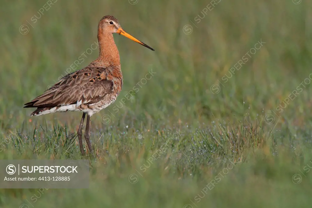 Black-tailed godwit in bridal livery