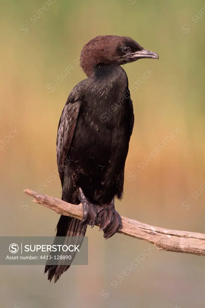 Pygmy cormorant on a branch