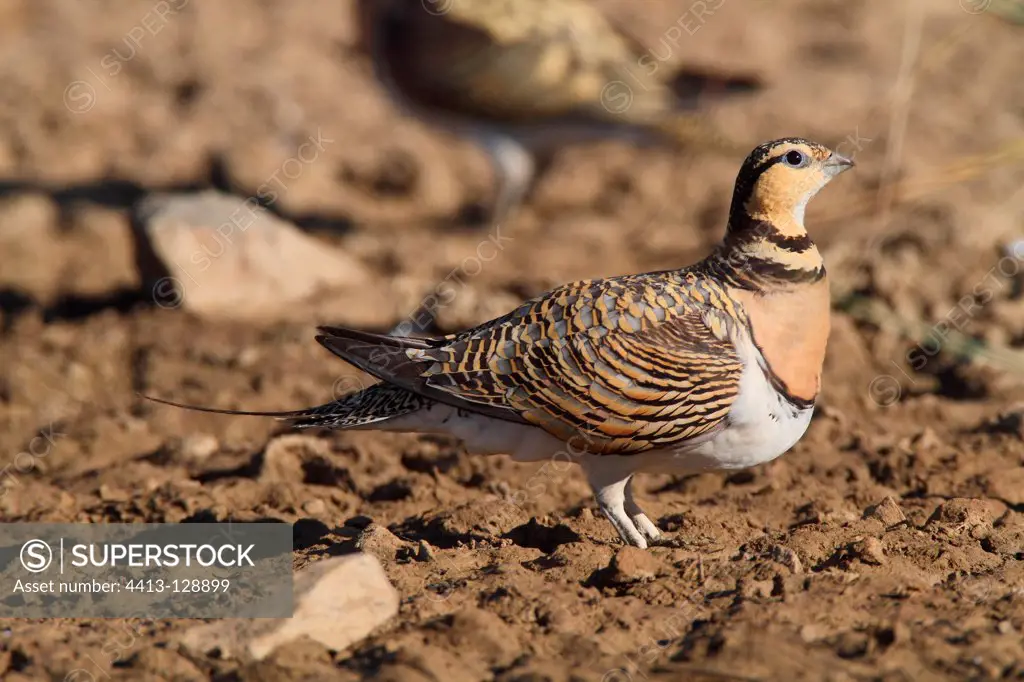 Female Pin-tailed sandgrouse on the ground Crau France