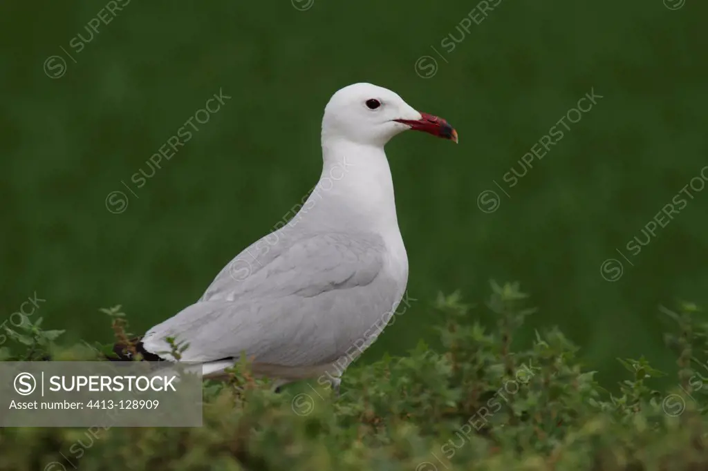 Audouin's gull on the ground