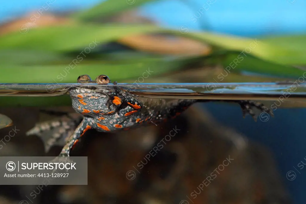 Fire-bellied toad swimming